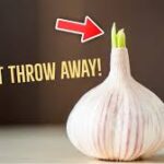 6 Benefits Of Sprouted Garlic