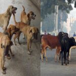 Aid in Accidents due to Stray Animals