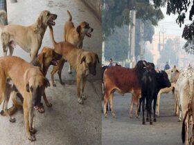Aid in Accidents due to Stray Animals