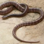 Ludhiana Man Held with Seven Snakes in Kharar