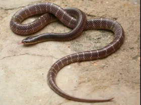 Ludhiana Man Held with Seven Snakes in Kharar