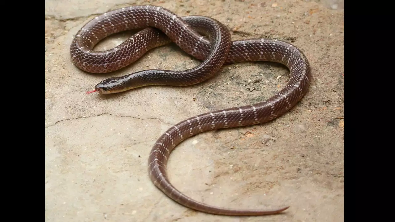 Ludhiana Man Held with Seven Snakes in Kharar
