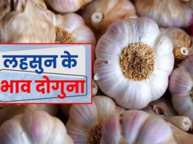 Garlic Price Hike In Chhattisgarh