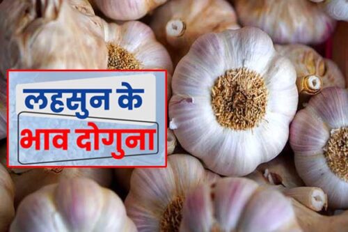 Garlic Price Hike In Chhattisgarh