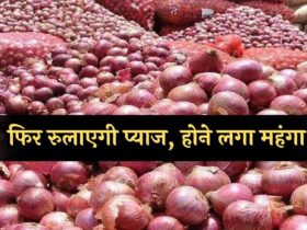 Onion price Hike