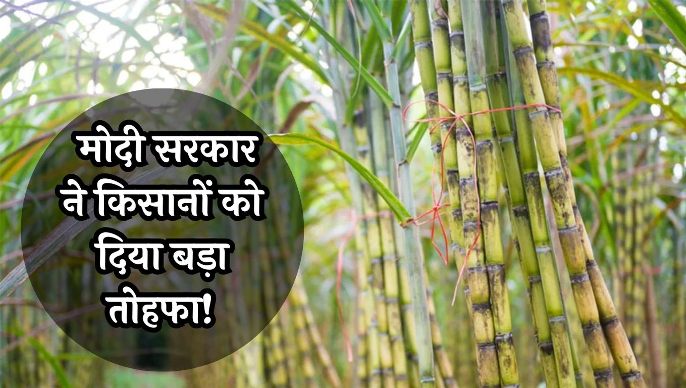 Sugarcane Price