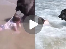 Dog Viral Video