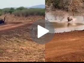 Lioness Deer Viral Video :