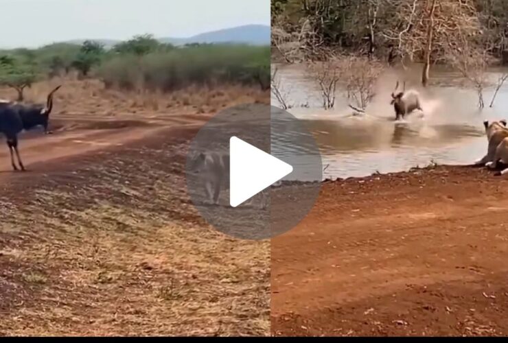 Lioness Deer Viral Video :