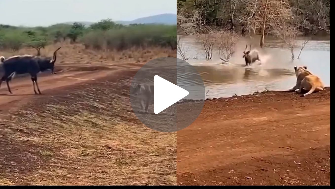 Lioness Deer Viral Video :