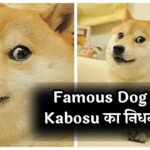 Famous Dog Kabosu का निधन