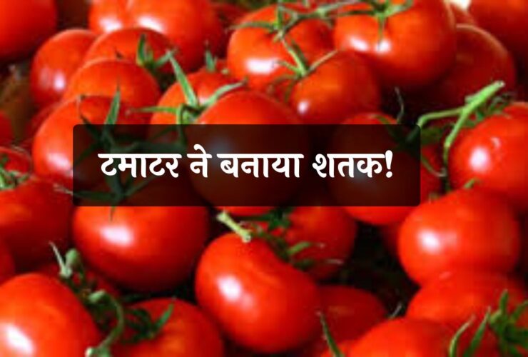 Tomato Production,Tomato Prices,Monsoon 2024,Vegetable Prices,HEATWAVE,टमाटर का रेट, मानसून, सब्जियों के रेट, प्रचंड गर्मी, बिजनेस न्यूज,