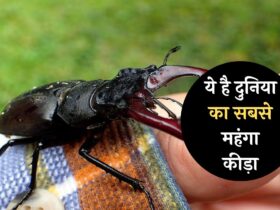 Worlds Most Expensive insect: ये है दुनिया का सबसे महंगा कीड़ा, रातों रात बना सकता है करोड़पति