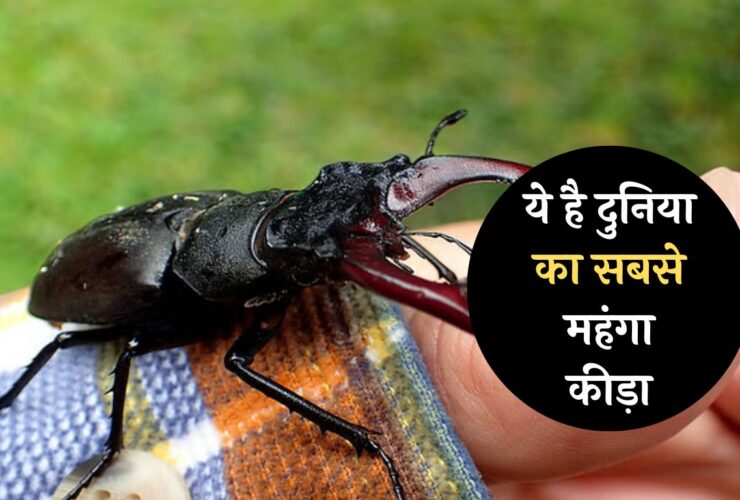 Worlds Most Expensive insect: ये है दुनिया का सबसे महंगा कीड़ा, रातों रात बना सकता है करोड़पति