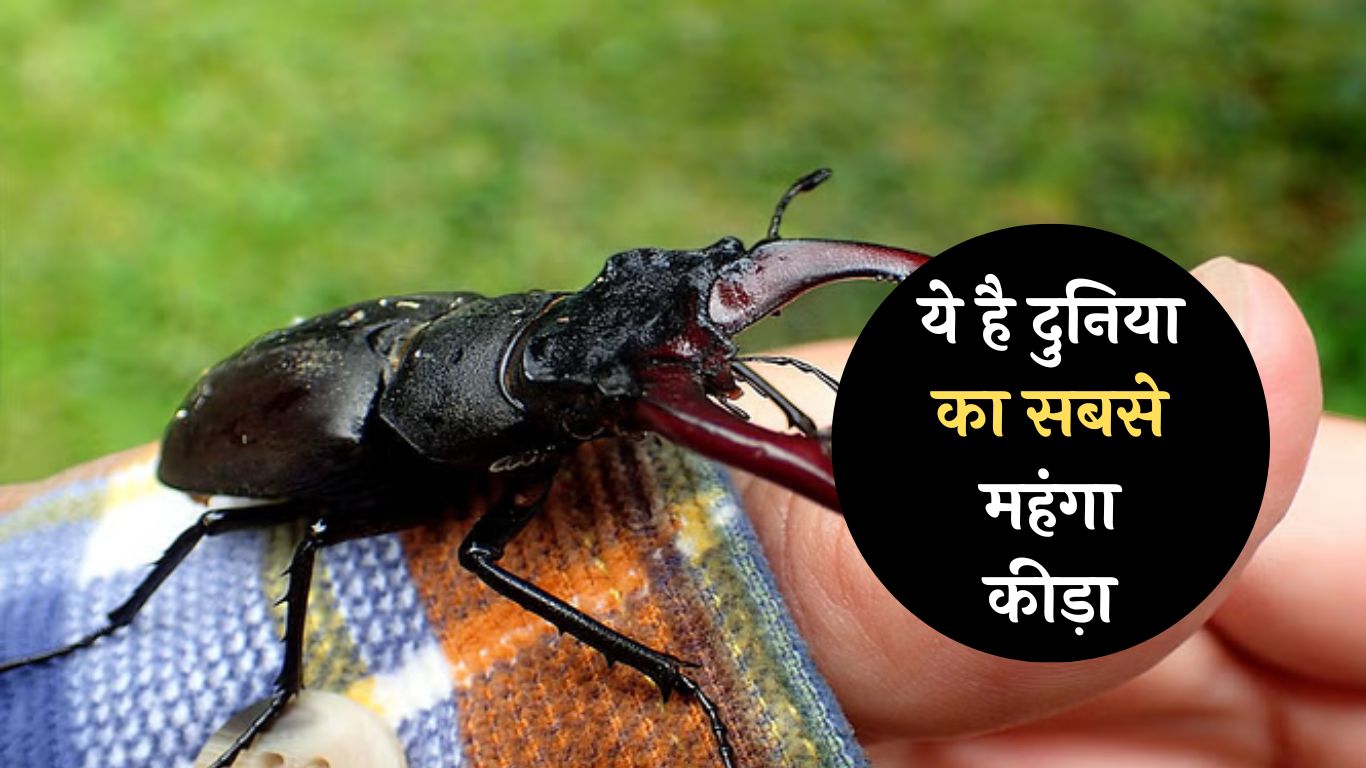 Worlds Most Expensive insect: ये है दुनिया का सबसे महंगा कीड़ा, रातों रात बना सकता है करोड़पति