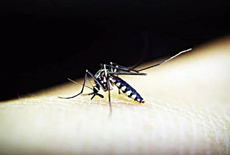 Zika Virus Alert: केंद्र सरकार ने सभी राज्यों के लिए जारी की एडवाइजरी