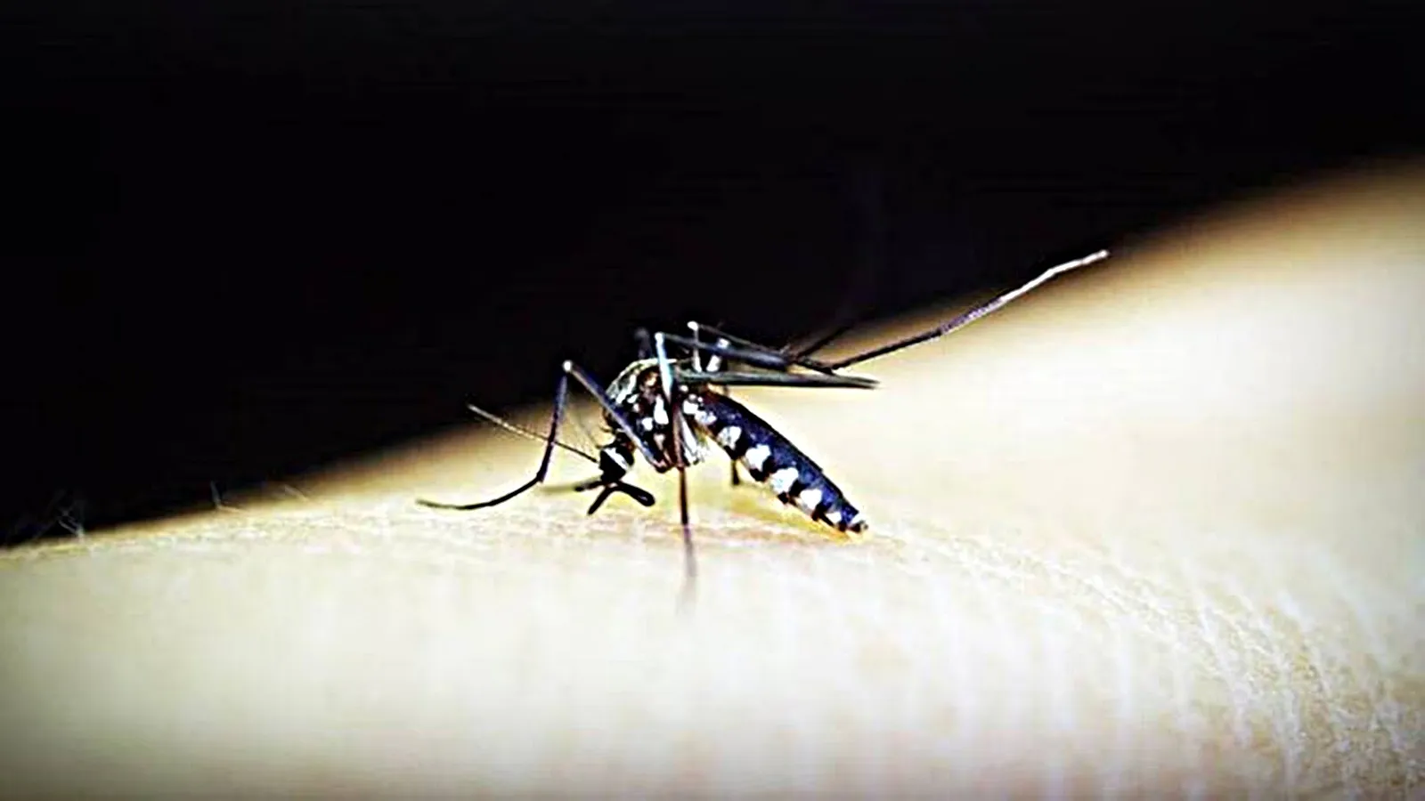 Zika Virus Alert: केंद्र सरकार ने सभी राज्यों के लिए जारी की एडवाइजरी